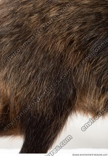Photo Textures of Animal Skin